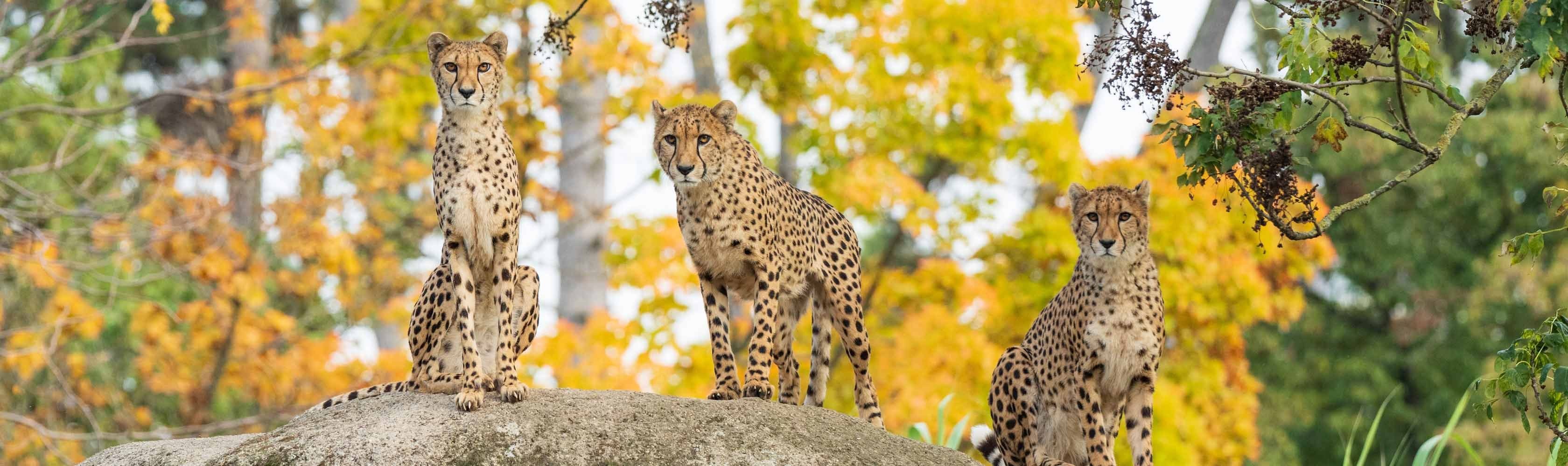 Familienwettbewerb – Leoparden im Zoo