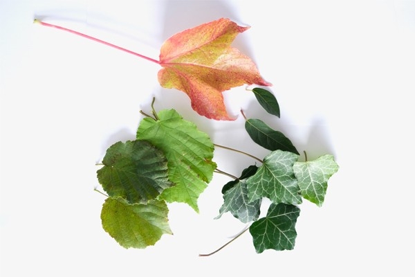 Blätterkarte – verschiedene Blätter auf einem Tisch