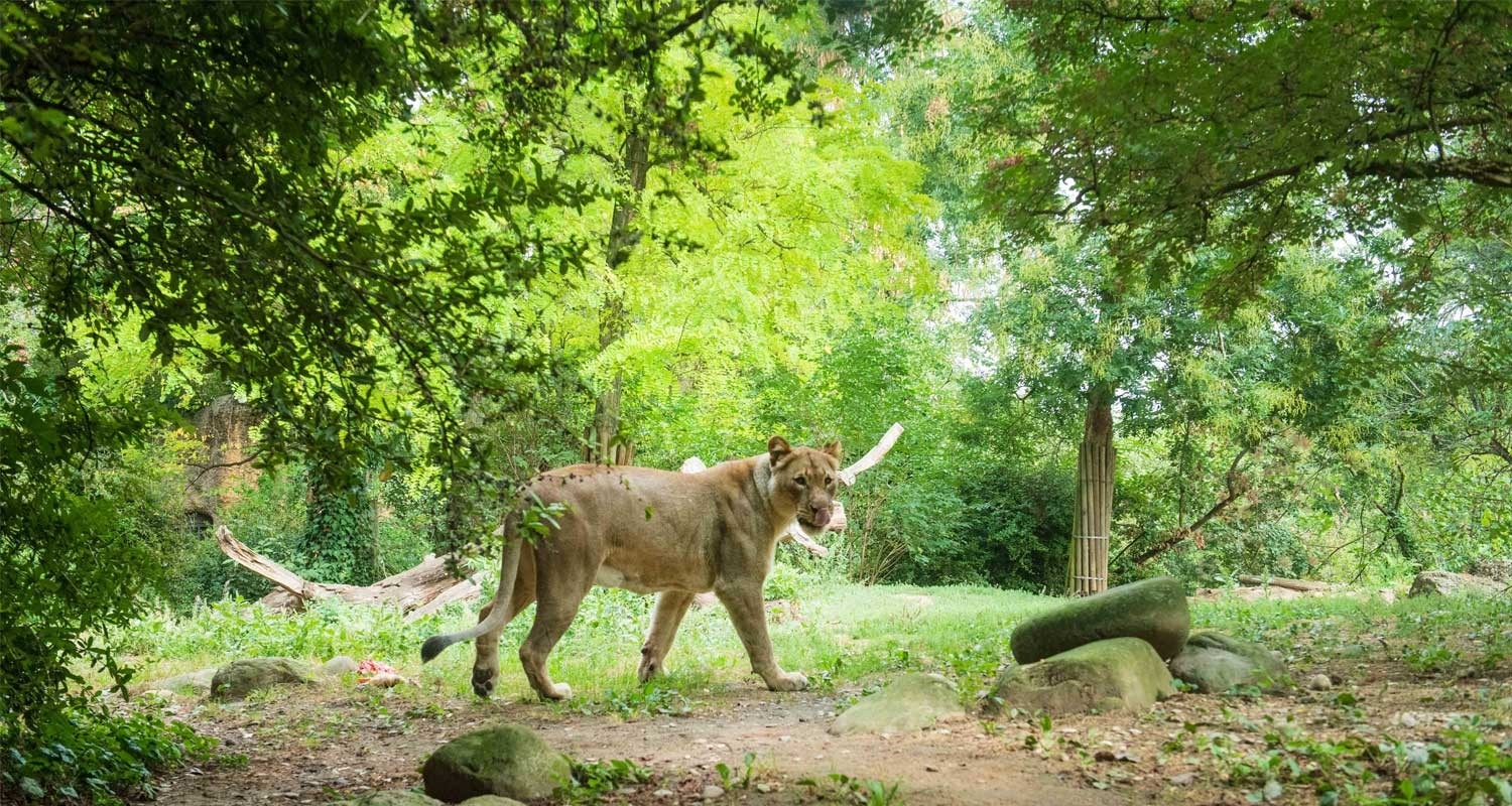 Familienwettbewerb – Tier im Zoo
