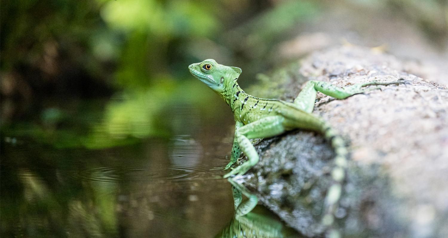 Familienwettbewerb - grüne Eidechse im Zoo