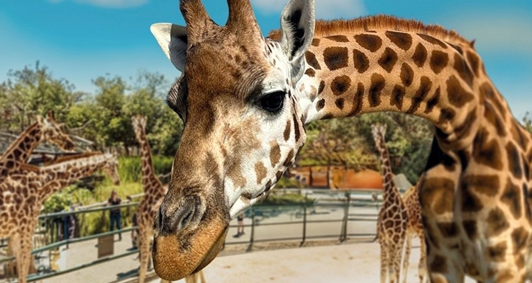 Knies Kinderzoo