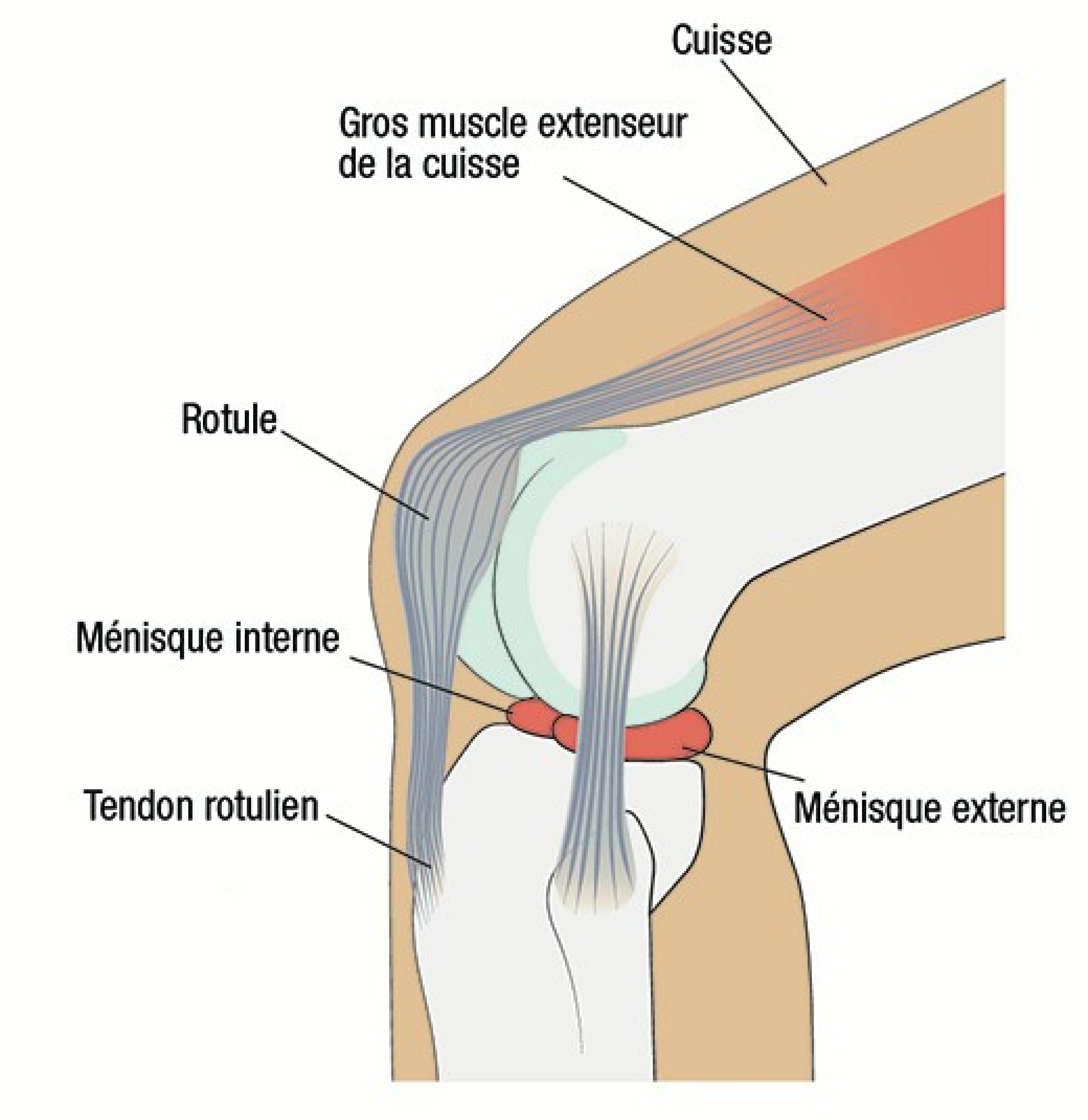 Déchirure du ménisque - Schéma du genou et du ménisque