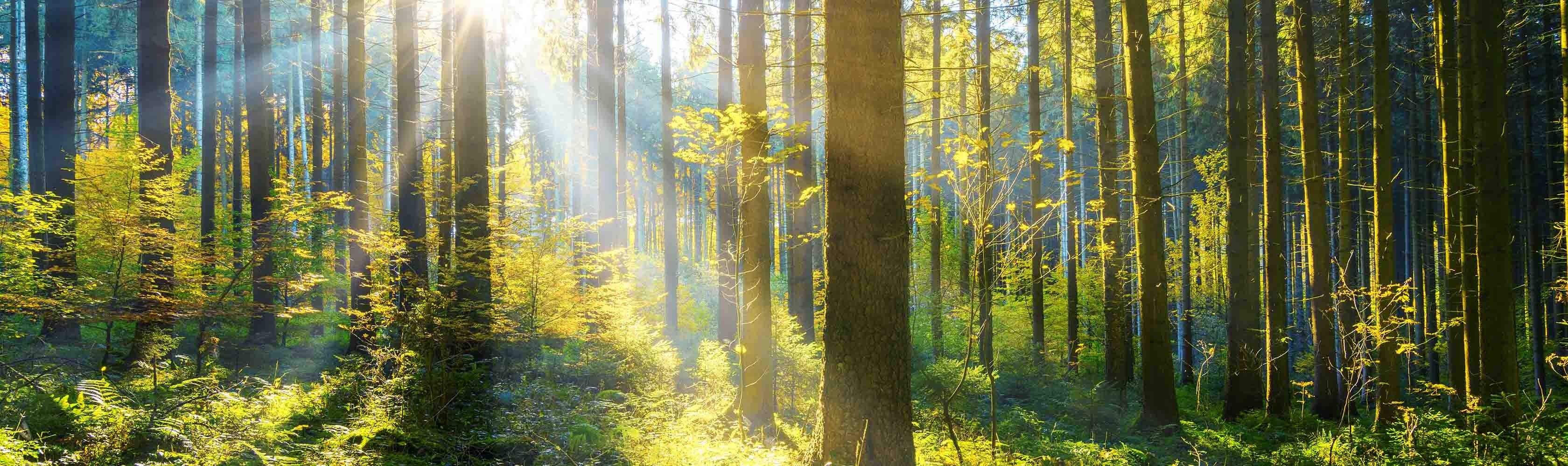 Mental health – A green forest is flooded with rays of light, and the Health Compass logo can be seen at the bottom right.