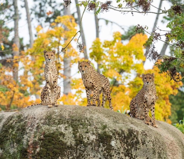 Concours familial - les leopardes dans le zoo