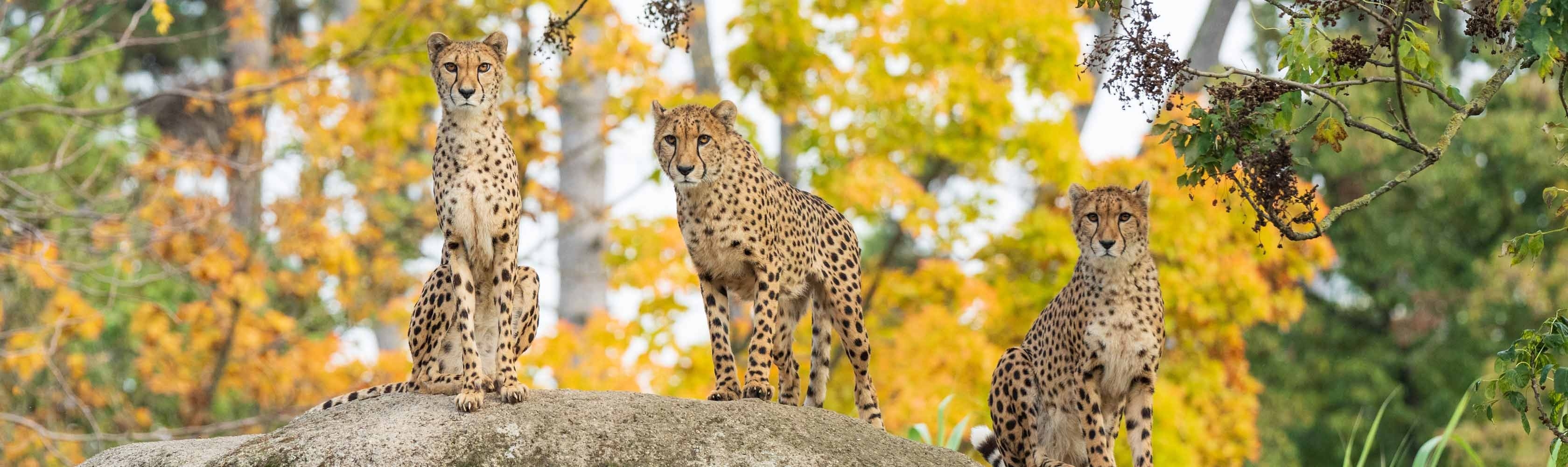 Concours – Les léopards au zoo
