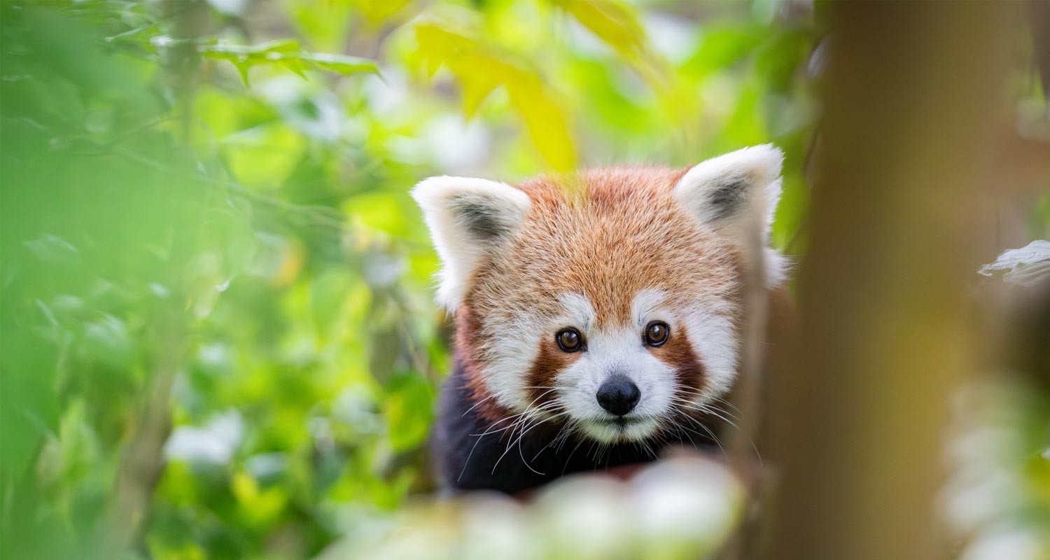 Familienwettbewerb - Tier im Zoo