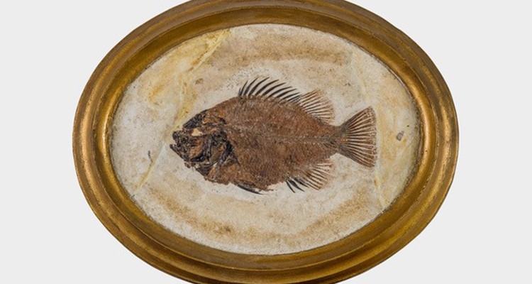 Musée des dinosaures