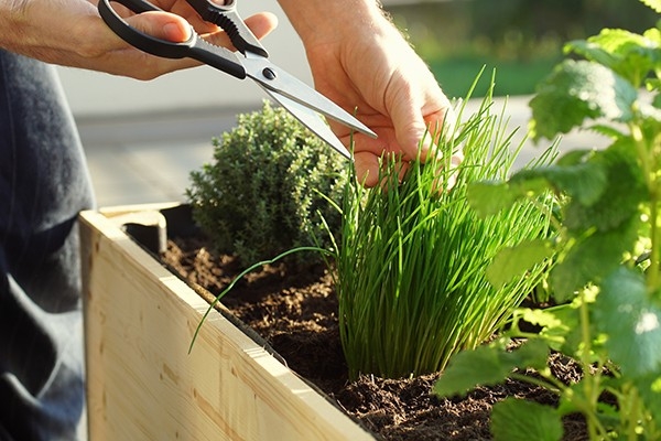 On cueille des herbes aromatiques dans son propre potager surélevé pour agrémenter un bon repas