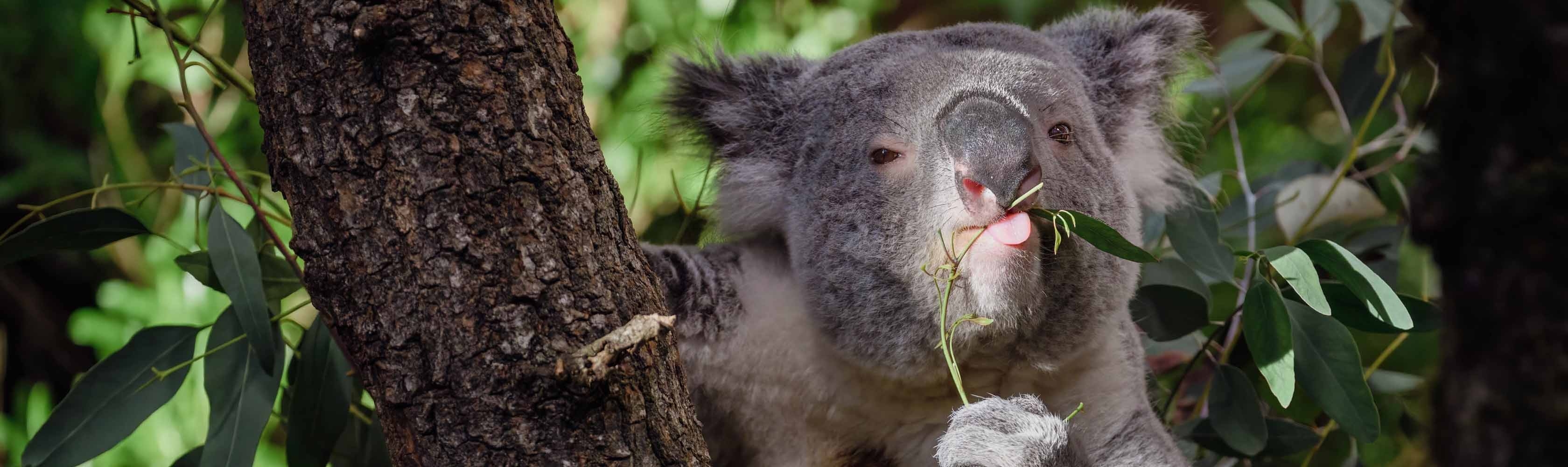 Concours Walibi - Zoo de Zurich le koala