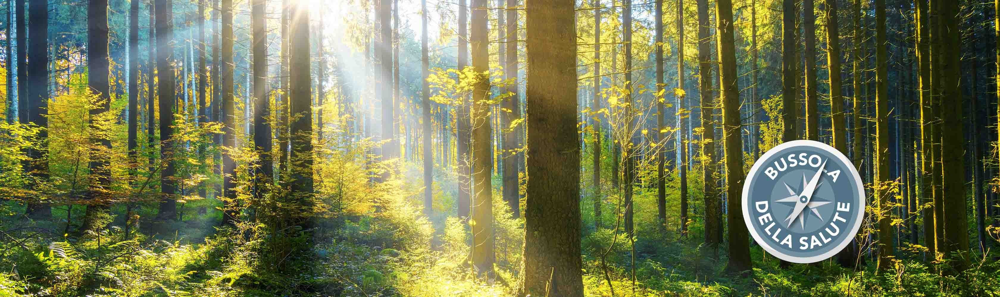 Salute mentale - Una foresta verde è inondata da raggi di luce