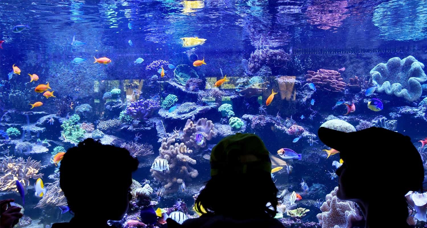 Familienwettbewerb – 3 Kinder stehen vor Aquarium