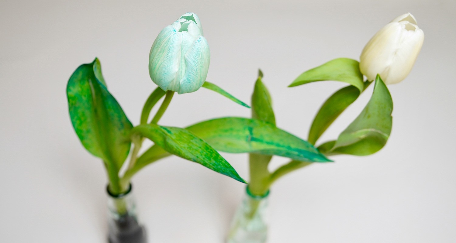 Tulipe colorées de bleu