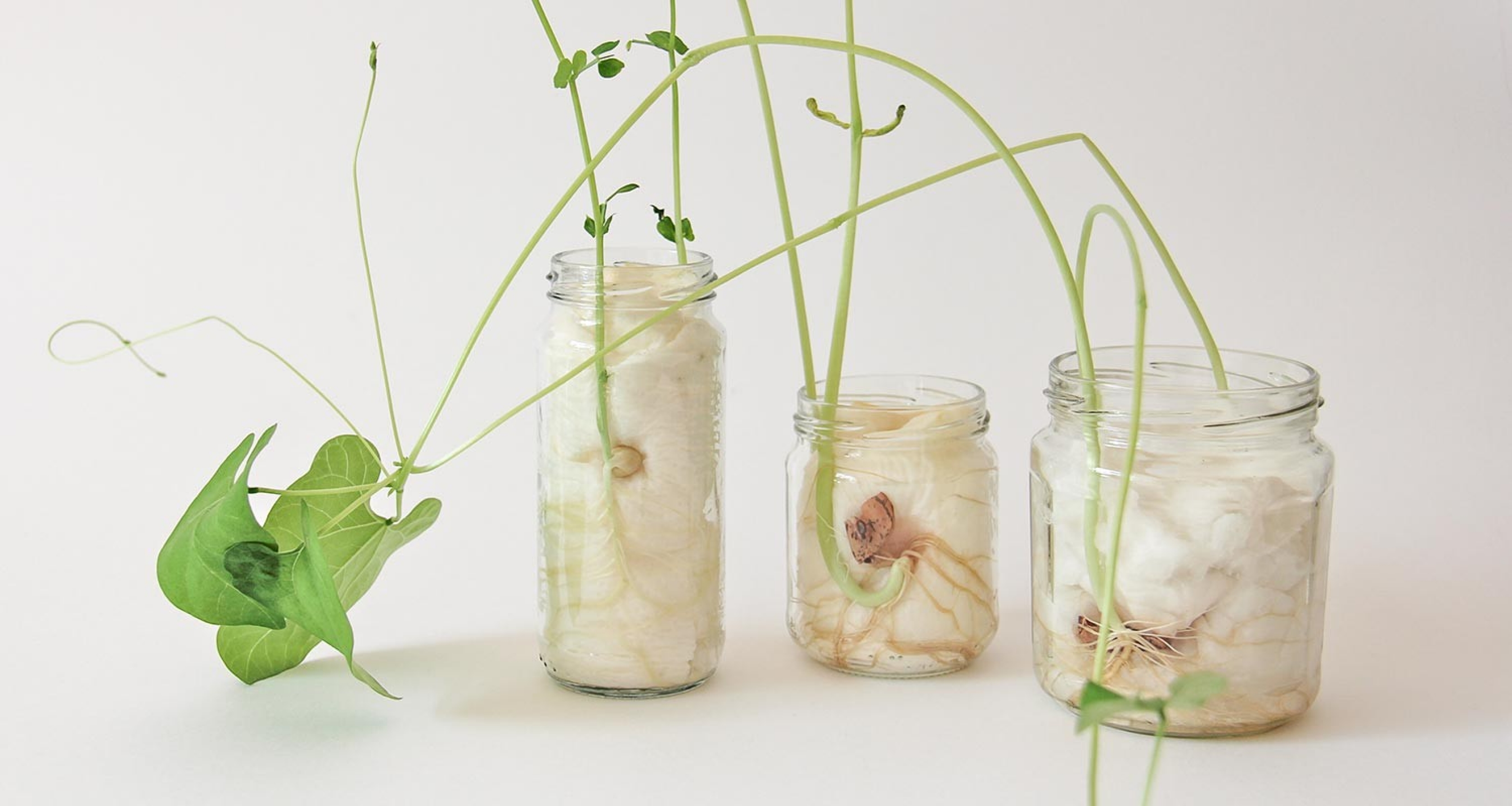 Présentation des « plantes dans un verre »