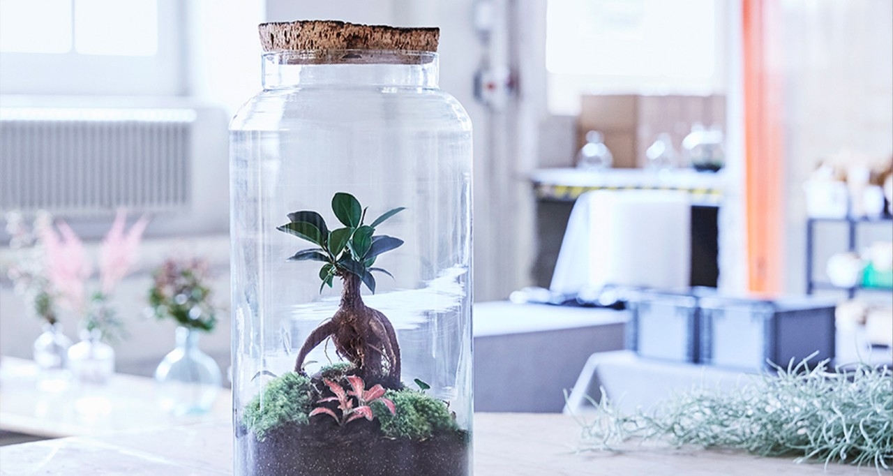Petit terrarium avec bonsaï