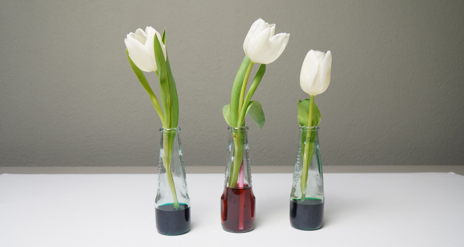 Tulipani bianchi in bottigliette di acqua colorata