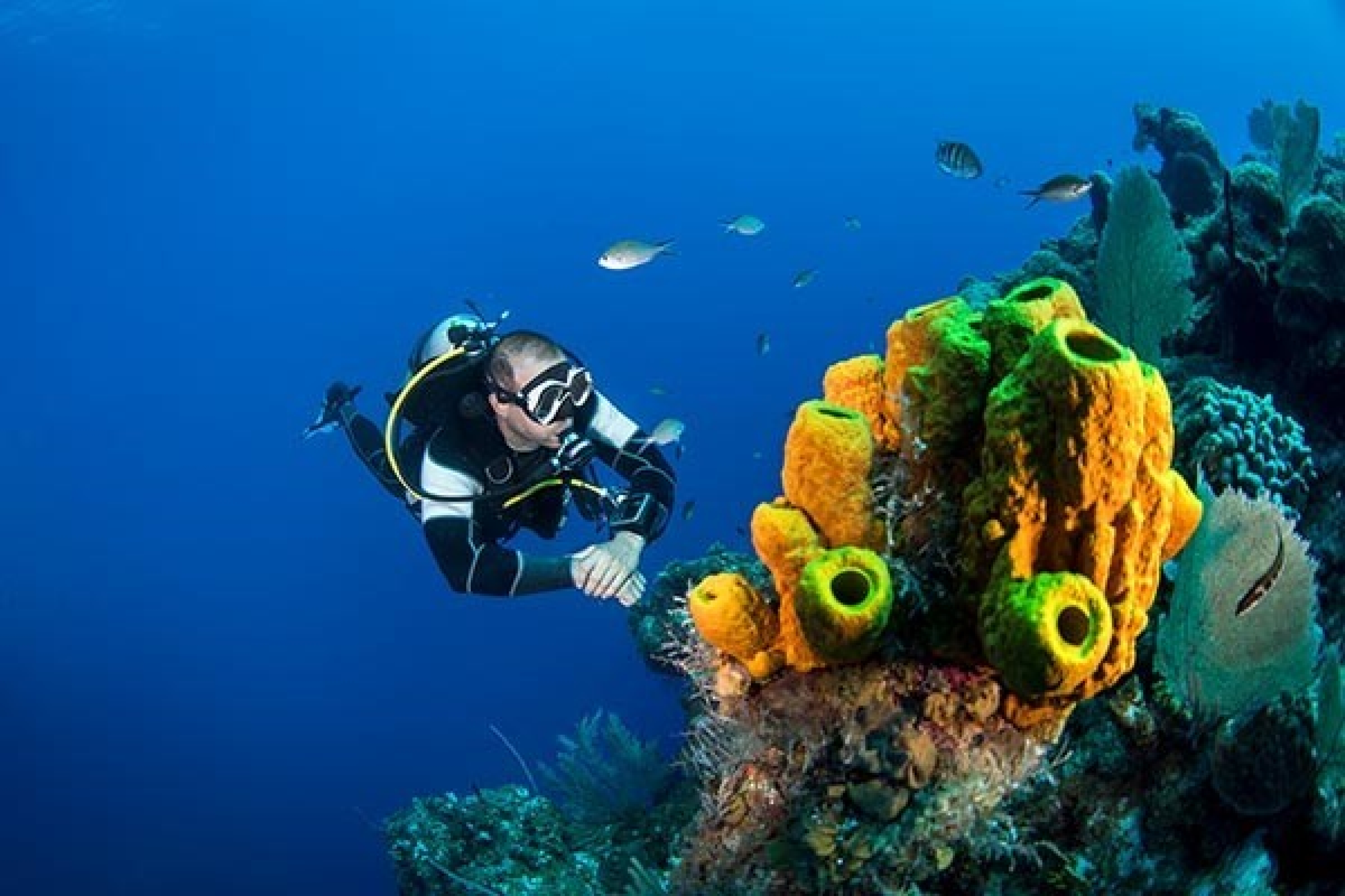 Un subacqueo ammira una barriera corallina. A partire da quando si parla di atto temerario?